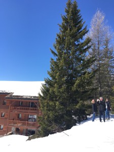 Quelle que soit la configuration retenue, si Odalys se fait, ce grand sapin, à l’angle des façades Est et Nord du chalet F, sera préservé.